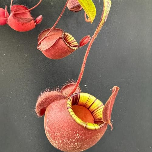Semi di carnivora, Nepenthes mirabilis, esotiche Semi di Nepenthes, da balcone rustiche per balconi resistenti per il giardino 250pcs