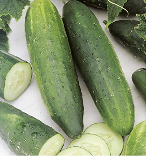 Graine de Concombre Marketer (3 grammes)