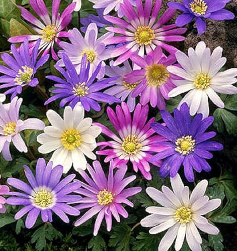 Lot de 10 Bulbes d' Anémones - Blanda MIX - calibre 4/5 - La Main Verte