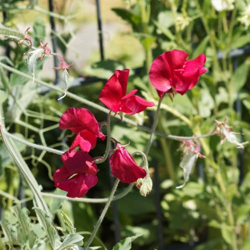 arveja semillas de silvestres perennes resistentes bonsái de interior verano semillas interior balcón primavera prados silvestres jardín guisantes 20pcs