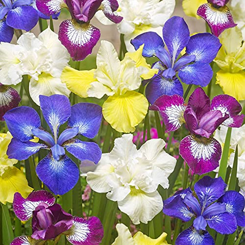 Bulbi Fiori Perenni da Esterno - 5 Radici di Iris Siberica - Mix di 5 varietà - Grandi piante - Piante e Fiori Esclusivi dall'Olanda - per giardino, vasi e balcone (non semi, non artificiali)