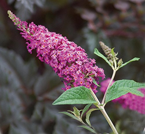 Miss Ruby Butterfly Bush - Buddleia - Proven Winners - 4 Pot