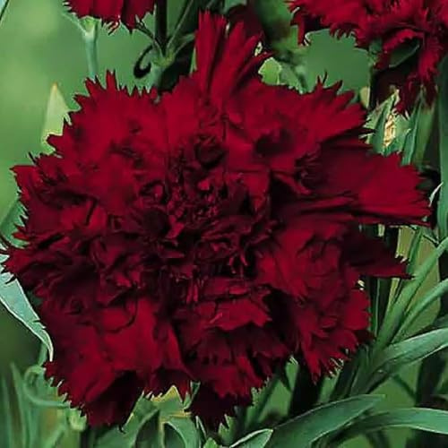 100 Black King Carnation Seeds Dianthus Flowers Seed Flower Perennial