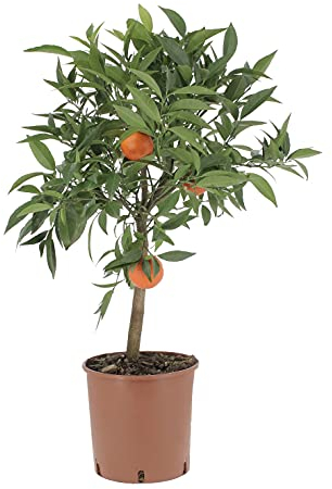 KENTIS - Citrus Clementina - Plante de Clementina - Mandorange - Vraies Plantes d'Extérieur - Arbres Fruitiers en Pot - H 70-80 cm Ø 20 cm