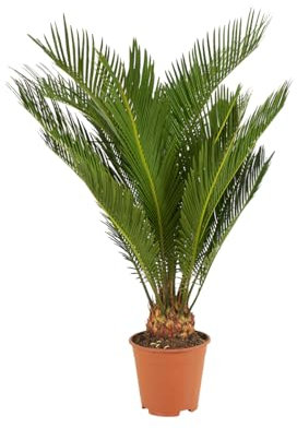 Bloomique - Cycas Revoluta - Palmfarn - Sagopalme - Palme - Sehr Pflegeleicht - Höhe 40-50 cm - Topf 15 cm