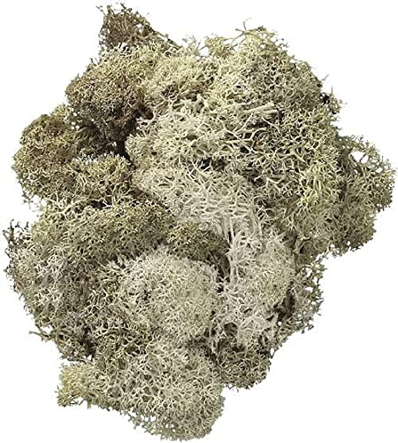 KnorrPrandell KnorrPrandell 216694977 Islandmoos, 50 g, natur hell, Beige