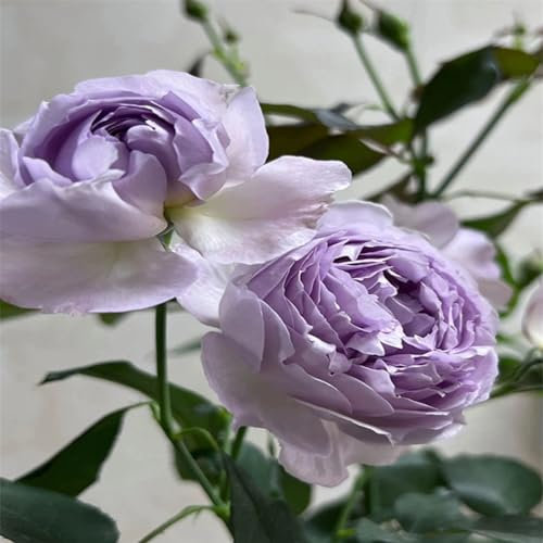 CFGRDEW Strauchrosen, Duftrosen, Hybridrosen, zweifarbige Rosen-Rosen pflanzen winterhart-2Pflanze-G