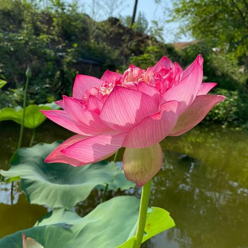 15 Pcs Lotus Samen - Blumensamen Balkon, Winterharte Kübelpflanzen,Nelumbo Nucifera, Kräuterpflanzen, Blumen Für Balkon Blumensamen Mehrjährig Winterhart, Balkonpflanzen Winterhart