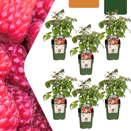 Hallonplantor - Rubus idaeus - ekologiska | 6 stycken - 20cm - Ø13cm - Trädgårdsväxt - Grönsaker och frukter