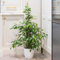 YouGarden Weeping Fig Houseplant, Ficus benjamanica Exotica, Established Plant in 21cm Pot, 90-110cm Tall, Supplied as an Easy Care Weeping Fig Houseplant for The Home or Office