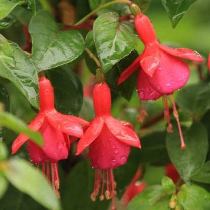 Brend New!!! Pack100 Pieces red fuchsia seeds Lantern flowers bonsai plants Fuchsia perennial flowering: Only Seeds
