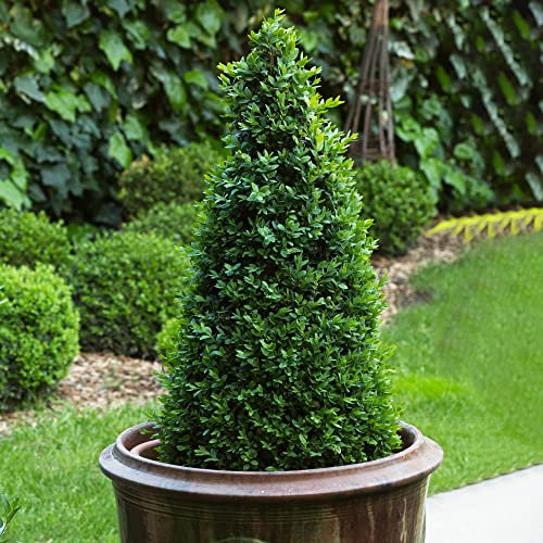 Piramide di Bosso - Arbusto Buxus | Pianta da giardino sempreverde 60-70cm, ideale per topiaria esterna.