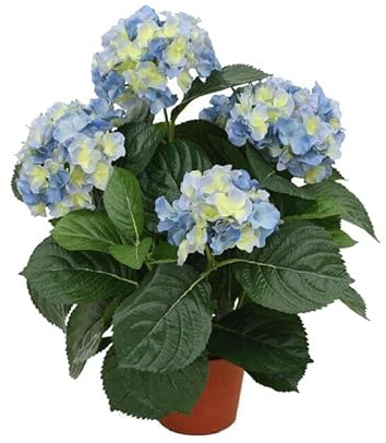 Hortensia Azul Planta Natural de Crecimiento Rápido