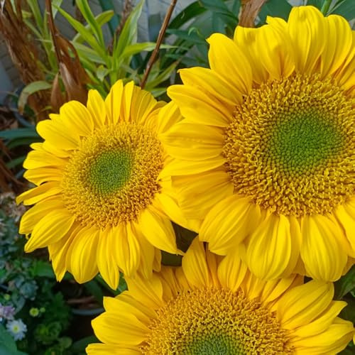 semillas de girasol, girasoles, balcón perennes y resistentes comprar de girasol, sombra resistentes para 80pcs
