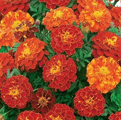 100 Marigold Tagetes Patula French Double Brocade Red Seeds - 100 Seeds