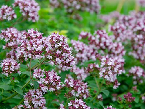 Oregano Samen 5000 gewöhnlicher Dost- (lat. Origanum vulgare) - Naturvielfalt durch hochwertige deutsche Samen Gewürz & Kräuter Saat – mehrjährig & winterhart – Insektenfreundlich