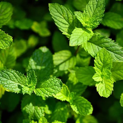 semillas de menta verde - raras de medicinales silvestres variedades antiguas para camas elevadas jardín regalos para jardineros menta 900pcs
