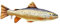 GABY Fish Pillows Bachforelle Mini Kissen, Mehrfarbig, 1 Stück (1er Pack)