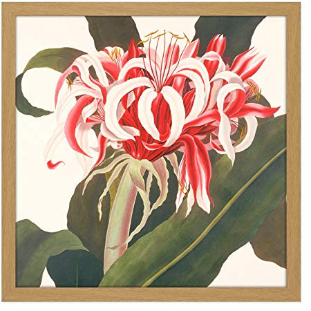 Artery8 Bury Havell Giant Spider Lily Queen Emma Flower Square Wooden Framed Wall Art Print Picture 16X16 Inch