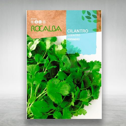 Semillas Cilantro Calidad Profesional 10 Gramos | Sobre de Semillas de Cilantro o perejil árabe. Planta aromática con mucho aroma y sabor con cualidades medicinales - Rocalba