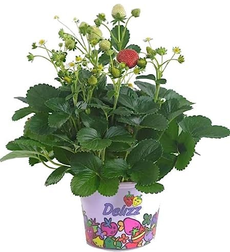 Fresa Planta Viva Belleza y Delicia en tu Propia Casa o Jardín