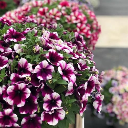 semi di petunia - giardino - semi rari petunia ciondoli coperto perenne resistente giardino decorazione interni balconi 150pcs