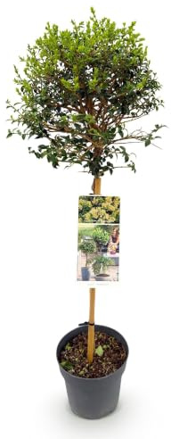 Ligustrum Delavayanum en Copa, Planta de Terraza, Verde, Maceta 19cm, 90cm