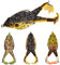 Rapidbok 3 Stück Doppelpropeller Frösche,9CM Weiche Köder Silikon Angelköder mit Haken,Künstliche Froschköder,Gemischtes Fischköderset,Froschköder Angelköder,für Alle Arten von Fisch