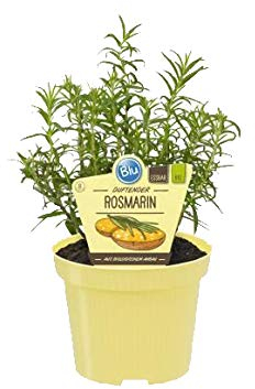 Bio Rosmarin (romarinus officinalis), plantes aromatiques en culture durable 1 Pflanze im 12cm Topf