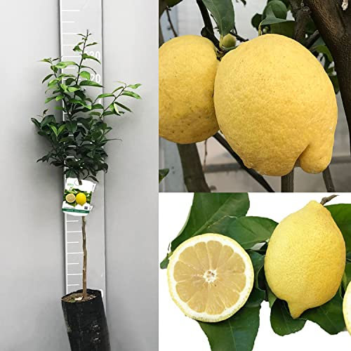 SAVINI VIVAI Planta de Limón, Árbol de Cítricos, Limón Entrenudado de Siracusa, en Fitocélula, Altura 100-120 cm Injertada durante 1 año,