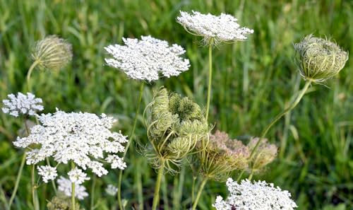 Queen Anne's Lace Seeds - Daucus carota - Wild Carrot X 1 gram