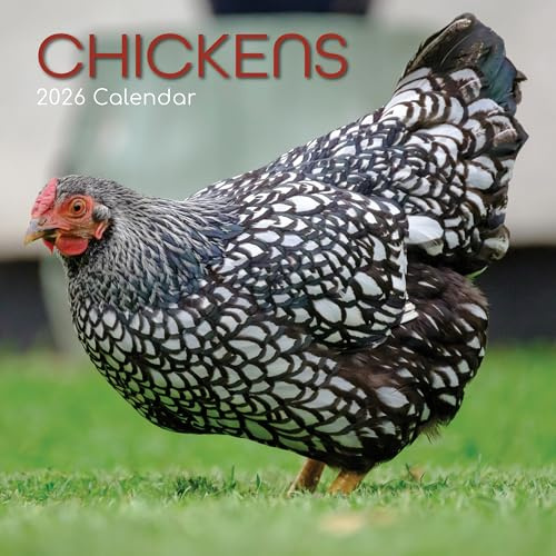 TGSC | Chickens 2026 Calendar 16 Month (Sept 2025-Dec 2026) Family Square Wall Calendar 2026 UK | Planner with Large Grid for Home or Office Organisation - Animals 2026/2025 Calendar UK