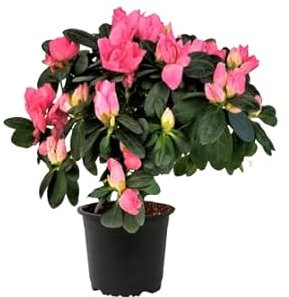 Planta Azalea con Flor Planta de Terraza y Jardín