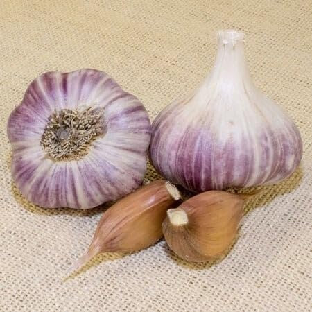Nouvelles graines de légumes à l'ail fraîches 100 pièces