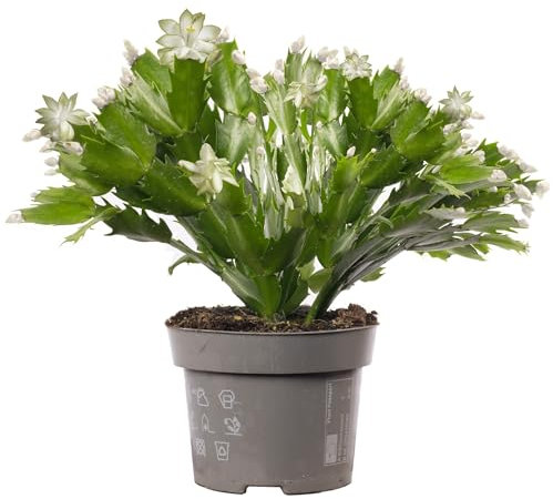 Christmas Cactus, Schlumbergera White House Plant - Christmas Plants and Flowers, Winter Flowering Plants for Gifts, Easy Care House Plants ft White Flowers (13cm Pot, 20-30cm)