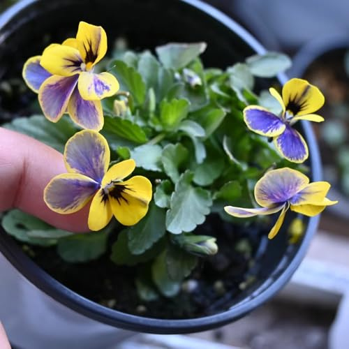 viola del pensiero - Viola tricolore di coperto giardino semi di interno 300pcs