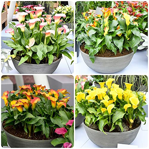 4 Stück calla lilien zwiebeln Hydroponik - Seltene Pflanzen serie - blumenzwiebeln mix zimmerpflanze gartenarbeit bonsai zwiebeln blumen deko büro garten geschenk winterharte kübelpflanzen