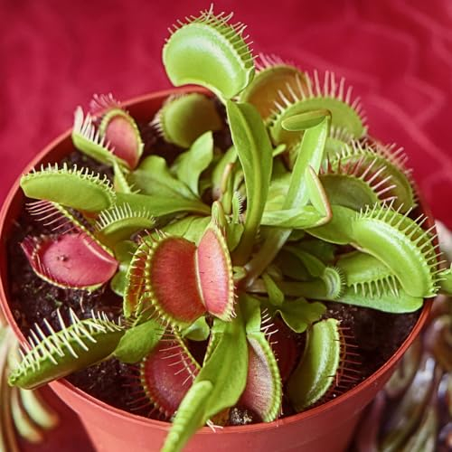 YouGarden Venus Fly Trap, 'Dionaea muscipula' Jumbo Plant in 12cm Pot, Easy to Care Exotic Indoor Plant for The Home and Office, Carnivorous