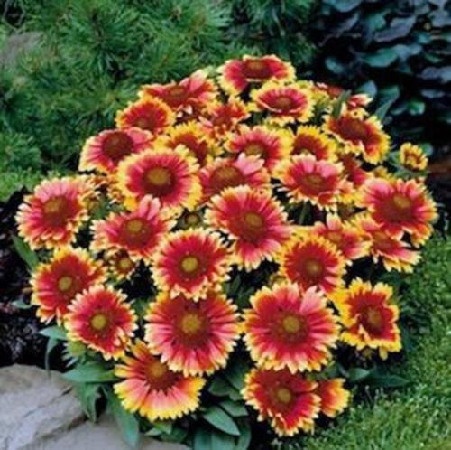 Gaillarde, ARIZONA SUN, 25+ GRAINES ORGANICLY POUSSE