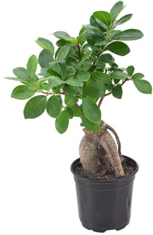 Arcadia Garden Products LV61 Ginseng Ficus Live Indoor Bonsai Plant in 4 in. Plastic Grower Pot, Green, **Sold By Amazon and Arcadia Garden Products**