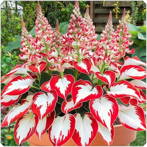 Rizomas de Hosta Perenne Magic Garden – plantables en primavera y otoño, aptos para interiores y exteriores-c-4 Rizomas