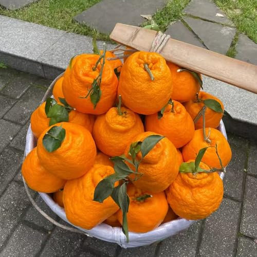 orangenbaum winterhart - samen indoor garten balkon pflanze obstbäume gartenpflanzen - Seltene Pflanzen serie - balkonpflanzen winterhart exotische samen obst baum samen kübelpflanzen 35pcs