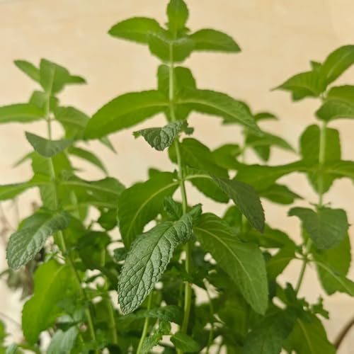 Semi di menta piperita resistenti selvatiche coltivazione di giardino balcone vecchie varietà 1100pcs