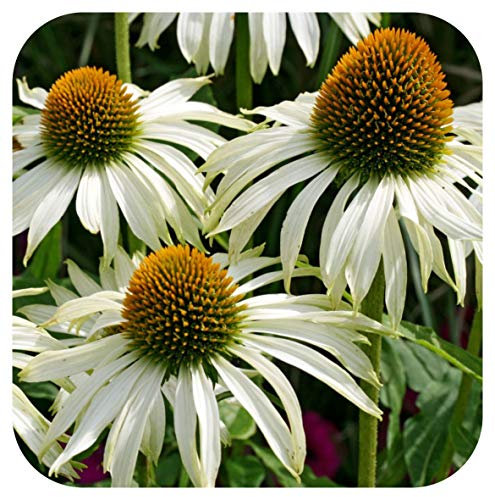 Echinacea 'White Swan ' X 8 Bare Root Plants Hardy Perennial 'Coneflower'