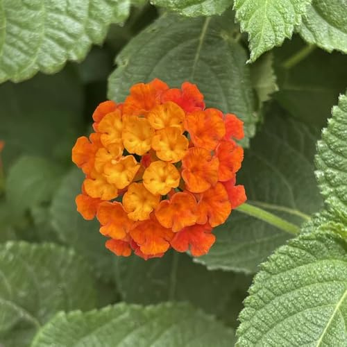 lantana - resistentes pleno sol (Lantana camara) jardín de en el balcón variedades orgánicas tradicionales en Cubresuelos 200semillas