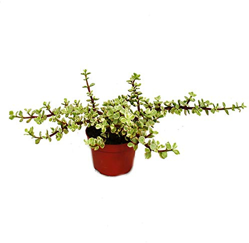 Portulacaria afra VAR - Jadebaum - in 12 cm Pot