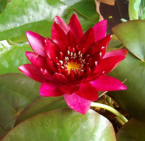 Teichpflanzen Seerosen : Nymphaea Seerose  Granat  winterhart Pflanztiefe bis 150 cm