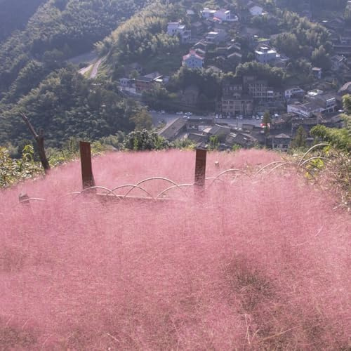 Semillas de pastos ornamentales, Muhlenbergia capillaris, resistentes al exterior pastos ornamentales para el jardín pastos ornamentales resistentes 30pcs