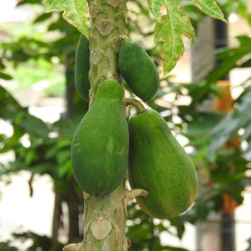 Semillas de plátano indio,Maceta bonsái,árbol para jardín bonsái,resistentes para el jardín.decorativas perennes resistentes rápido 100pcs