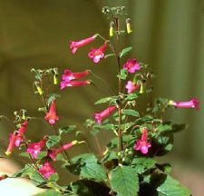 Sinningia Aprikose selten saftig exotischen Caudex usambaraveilchen mini Samen 50 SEEDS